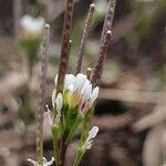 Cardamine hirsuta flower picture by Martin Allan (cc-by-sa)