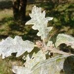 Quercus cerris leaf picture by Alain Bigou (cc-by-sa)