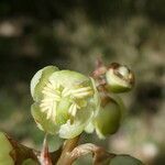 Pyrola chlorantha flower picture by margarida vila (cc-by-sa)