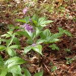 Cardamine pentaphyllos habit picture by Sylvain Piry (cc-by-sa)