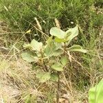 Dombeya ficulnea habit picture by S. Dufour-Kowalski (cc-by-sa)