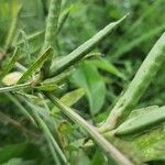 Vicia bithynica fruit picture by Савченко Никита (cc-by-sa)