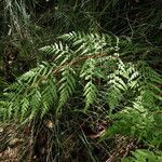 Odontosoria deltoidea leaf picture by Richard Chesher (cc-by-sa)