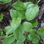 Maianthemum bifolium leaf picture by jan vanmol (cc-by-sa)