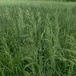 Bromus inermis leaf picture by Lindsay vanatta (cc-by-sa)