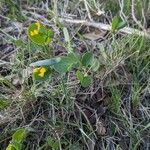 Coronilla scorpioides habit picture by Denis Bastianelli (cc-by-sa)