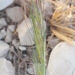 Aristida adscensionis flower picture by M. Hedayat (cc-by-sa)