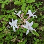 Rhododendron atlanticum flower picture by Aubrey Aubrey Pontious (cc-by-sa)