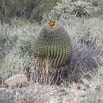 Ferocactus cylindraceus flower picture by James Bezamat (cc-by-sa)