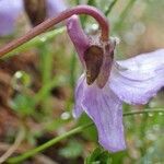 Viola thomasiana flower picture by Yoan MARTIN (cc-by-sa)