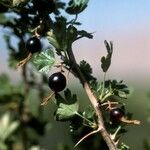 Ribes leptanthum fruit picture by Daniel Barthelemy (cc-by-nc)