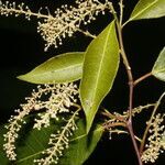 Mabea excelsa flower picture by Nelson Zamora Villalobos (cc-by-nc)