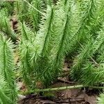 Lycopodium annotinum leaf picture by Vita Rice (cc-by-sa)