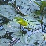 Nymphaea alba flower picture by Barry Cornelius (cc-by-sa)