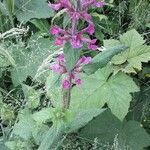 Stachys chamissonis flower picture by Moon Lala (cc-by-sa)