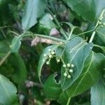 Euonymus latifolius flower picture by Natural Ethik (cc-by-sa)