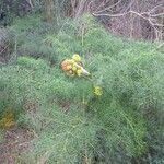 Ferula communis habit picture by Florent Portalez (cc-by-sa)