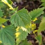 Agastache urticifolia leaf picture by Bob Ben (cc-by-sa)