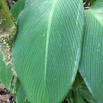 Calathea lutea leaf picture by Daniel Barthelemy (cc-by-nc)