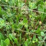 Galium parisiense habit picture by bas yves (cc-by-sa)