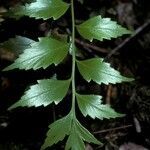 Phyllocladus hypophyllus leaf picture by Daniel Barthelemy (cc-by-nc)