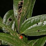 Smilax mollis leaf picture by Nelson Zamora Villalobos (cc-by-nc)