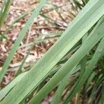 Lomandra longifolia leaf picture by Liam York (cc-by-sa)