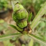 Barleria lupulina fruit picture by Anas Khan (cc-by-sa)