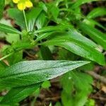 Lysimachia ciliata leaf picture by Ken Borgfeldt (cc-by-sa)