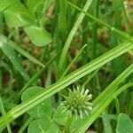 Trifolium repens fruit picture by BJ BJ (cc-by-sa)