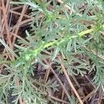 Artemisia campestris leaf picture by Anne Maugé (cc-by-sa)