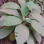 Solanum mauritianum habit picture by Maarten Vanhove (cc-by-sa)