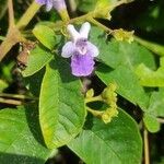 Vitex megapotamica flower picture by Flor Alex (cc-by-sa)