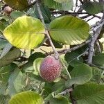 Neocarya macrophylla fruit picture by Sylvain Piry (cc-by-sa)