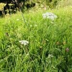 Pimpinella major habit picture by lisl (cc-by-sa)