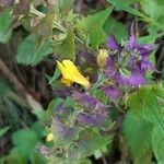 Melampyrum italicum flower picture by Giovanni Scarmoncin (cc-by-sa)