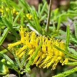 Prosopis torquata flower picture by Trap Hers (cc-by-sa)