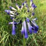 Agapanthus inapertus flower picture by arlas (cc-by-sa)