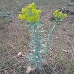 Euphorbia rigida habit picture by Alexandros Galanidis (cc-by-sa)