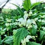 Lamium flexuosum flower picture by Stéphane Pochard (cc-by-sa)