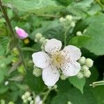 Rubus ulmifolius flower picture by mathias (cc-by-sa)