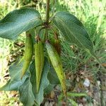 Vincetoxicum nigrum fruit picture by Llandrich anna (cc-by-sa)