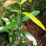 Allamanda cathartica habit picture by Santiago Maurício (cc-by-sa)