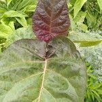 Solanum betaceum leaf picture by Danny Hubbard (cc-by-sa)