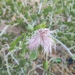 Capparis cartilaginea flower picture by Vincent Blanfort (cc-by-sa)