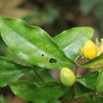 Malpighia glabra fruit picture by Nelson Zamora Villalobos (cc-by-nc)