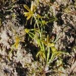 Cyperus flavescens flower picture by Alain Lagrave (cc-by-sa)