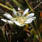 Werneria spathulata flower picture by Fabien Anthelme (cc-by-sa)