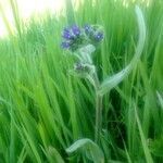 Anchusa officinalis habit picture by Andrea (cc-by-sa)