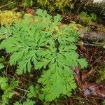 Dicentra formosa leaf picture by Ronald Vice (cc-by-sa)